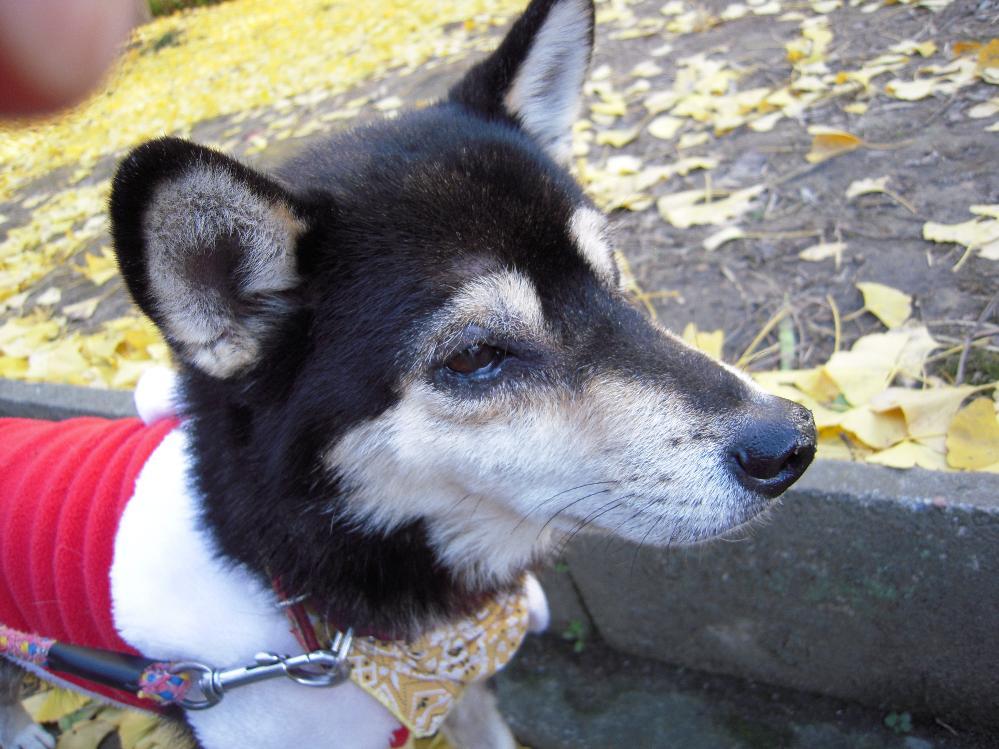 祖父江銀杏 023.jpg